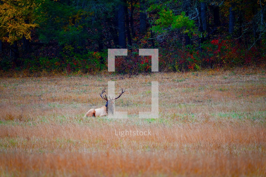 deer in a field 