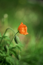 a orange flower in a flower garden 