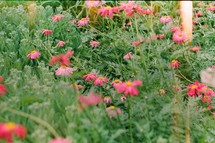 fuchsia flowers in a field 