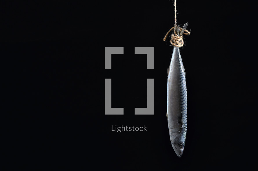 single fish hanging on a rope 