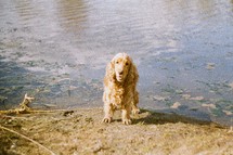 a dog standing by a lake shore 