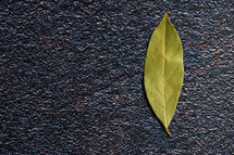 bay laurel leaf on a black background 