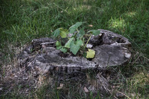 plant growing in an old tree stump 