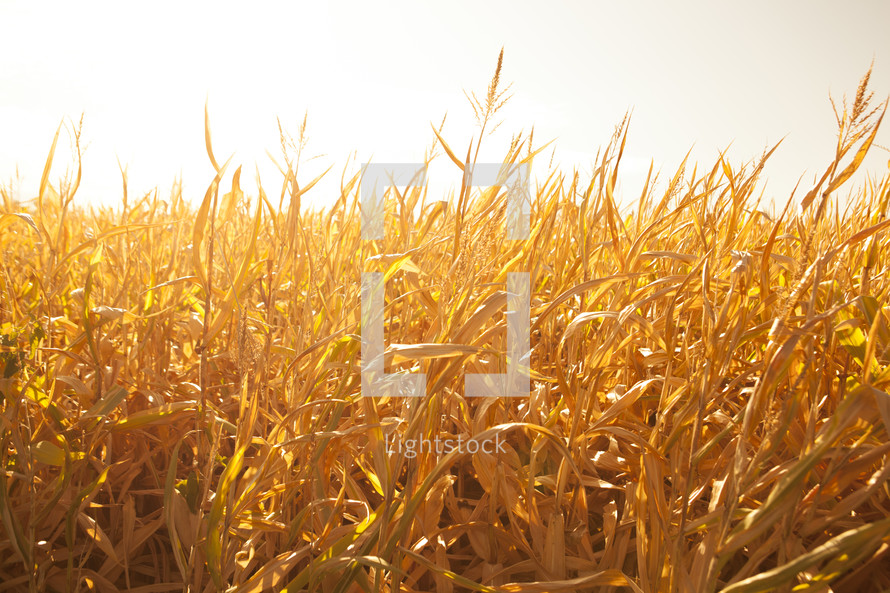 golden field of corn 