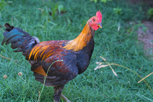 Rare breed rooster, Aseel, or English Game, black breasted.