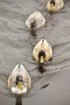 Ducks swimming in a lake.