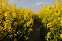 yellow rapeseed on a background of the sky. selective focus on color. canola field with ripe rapeseed, agricultural background. selective focus