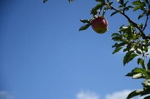 an apple on a tree 