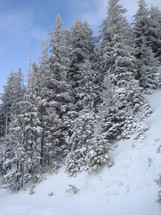 winter evergreen forest 