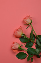 roses against a pink background 