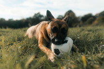 Cute dog chewing on a toy, puppy playing with a ball, German Shepherd doggy