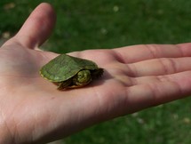 Hand holding turtle.
