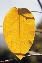 Big yellow leaf close up in a forest tree