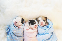 swaddled puppies 