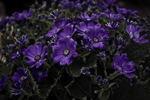 purple flowers 