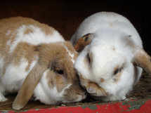 two bunnies next to each other snuggling