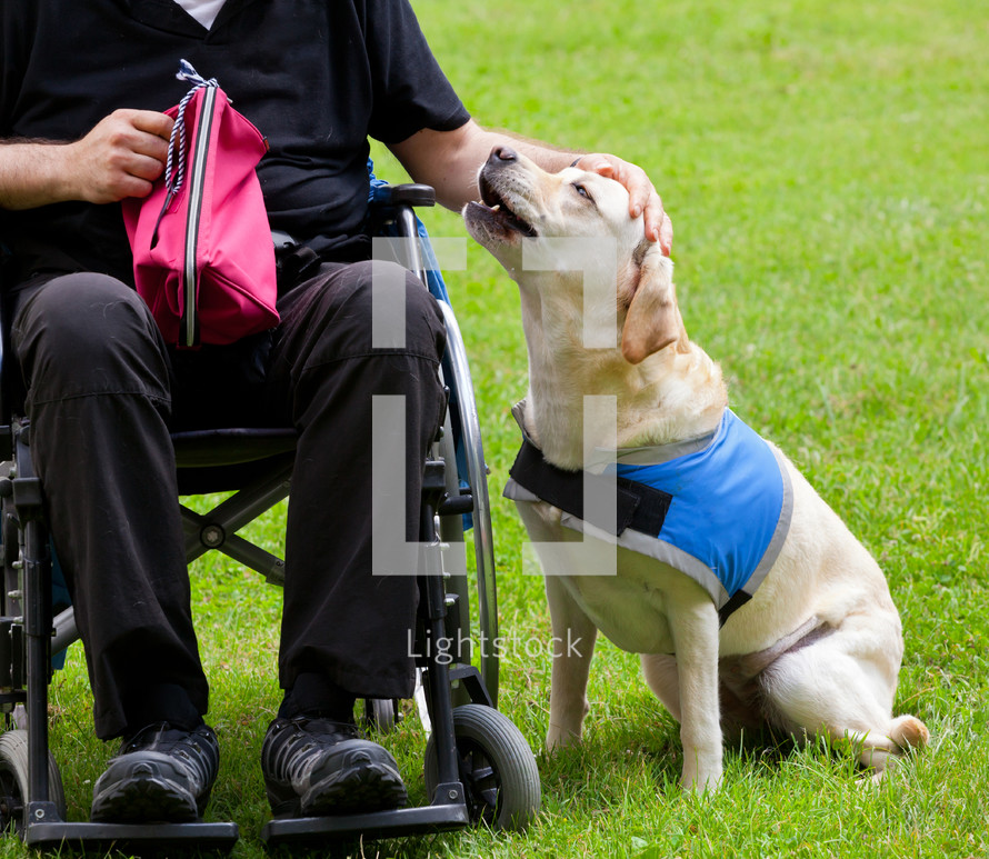 Labrador guide dog and his disabled owner on green grass.