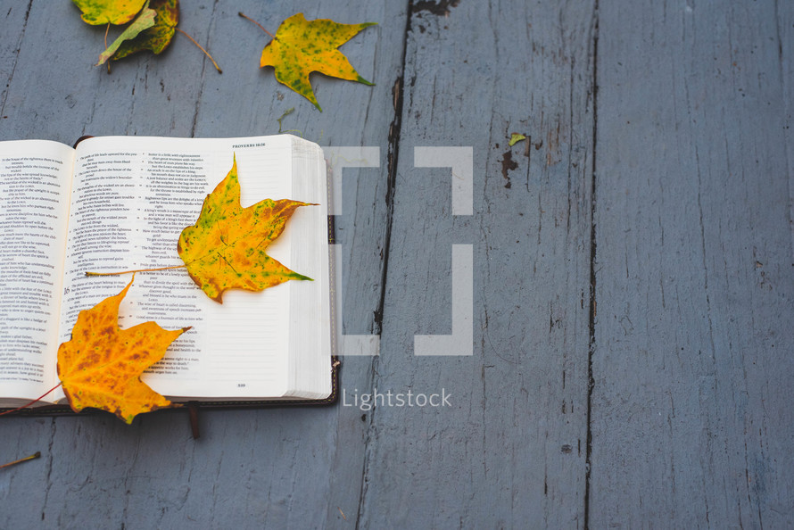 fall leaves and an opened Bible 