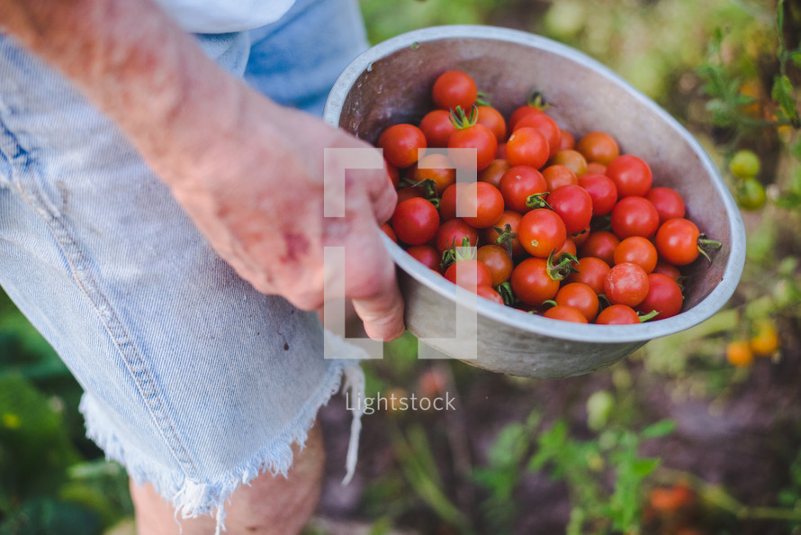 elderly man picking cherry tomatoes 