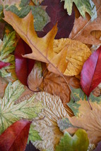 colorful autumn leaves. 
autumn, fall, leaf, leaves, colorfully, colorful, multicolored, change, changed, changing, fallen, season, seasons, bright, red, orange, yellow, brown, dead, dying, die, death, dead leaves, background, sad, sadly, blue, unhappy, gloomy, sorry, sorrowful, mourn, mournful, mournfully, desolate, woeful, upset, dolorous, tearily, tear, tears, plant, nature, outdoor, green, grey, lonely, natural, October, November, mood, vanish, pass, fallen off, texture, leaf pile, sadness, grief, sorrow, mourning, misery, depression, dolorousness, pain, hurt, anguish, dolorous