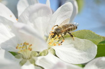 bee on white spring flowers 