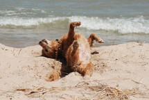 dog rolling in the sand 