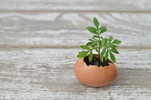 sprouting plant inside an egg shell 
