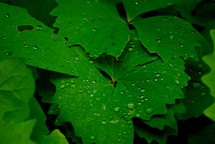 wet ivy