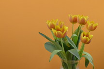 orange tulips on an orange background 