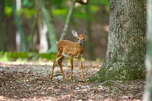 young fawn