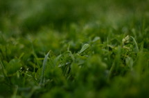 green grass closeup 