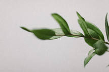 A stem of green leaves on a white background.