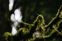 moss on a stick 
