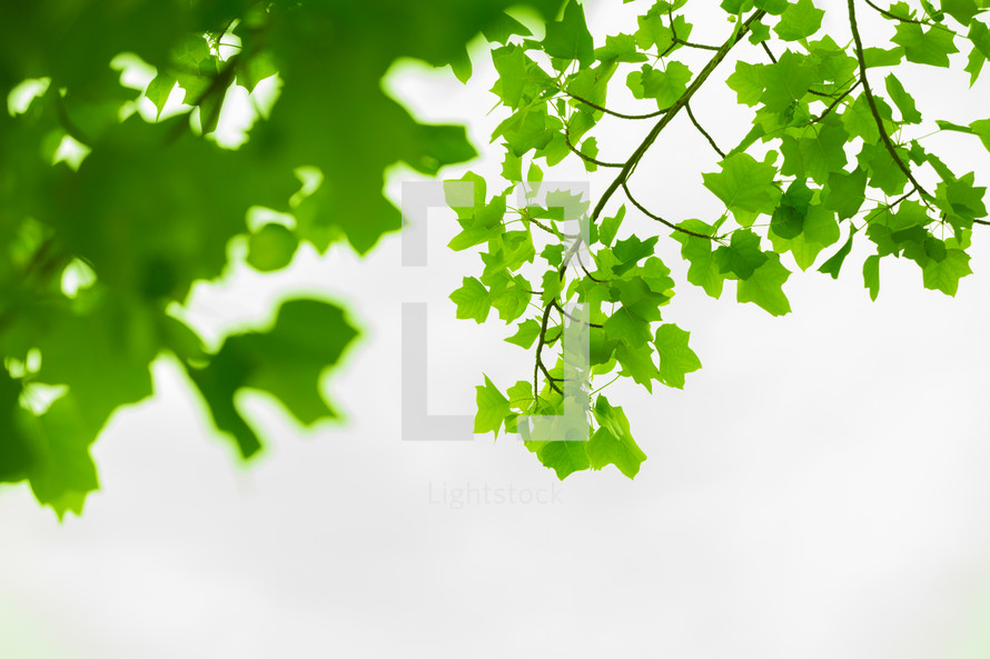 green summer leaves 