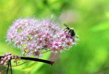 Bee on flowers 