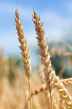 Wheat stalks growing in a field.