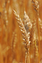 Shafts of wheat growing in a field.