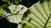 large leaves of a tropical plant 