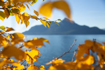 golden leaves on a tree and lake view 