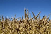 Dry wheat in an open field ready for harvest 