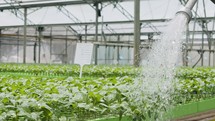 Slow motion of a worker inside a greenhouse watering young plants using a hose