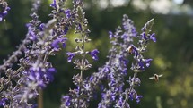 Slow motion of honey bees flying between purple flowers in a garden collecting pollen