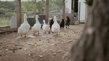 ducks and chickens on a farm 