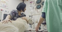 Veterinary surgery - Veterinarian checking a white dog in a pet clinic