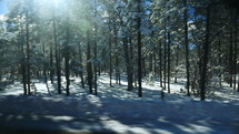 Driving POV past snow covered pine trees in winter