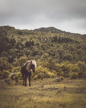 horse on a mountain in Virginia 
