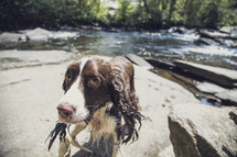 wet dog by a stream 
