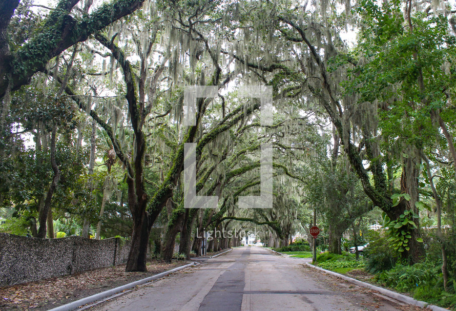Street in St. Augustine, Florida, lined with Oak Trees Covered with Spanish Moss 