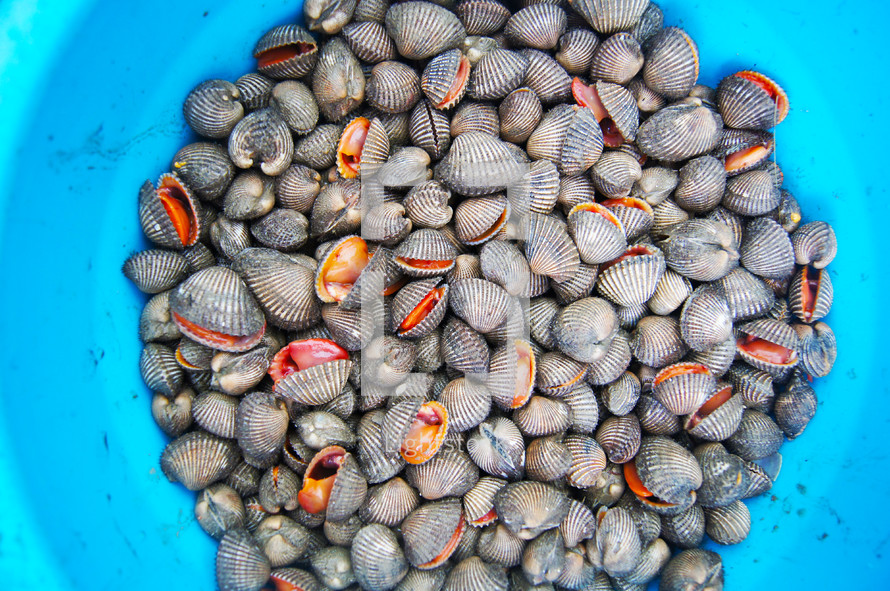 Small, edible, saltwater clams also known as cockles.