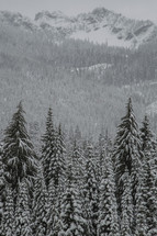 Snowfall on a forest of fir trees with mountains in the background.